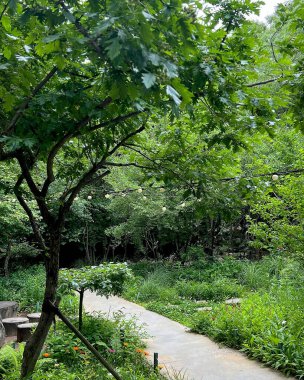 Ormanın güzel manzarası