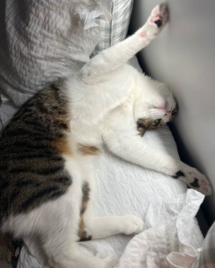 Sevimli kedi kanepede yatıyor.