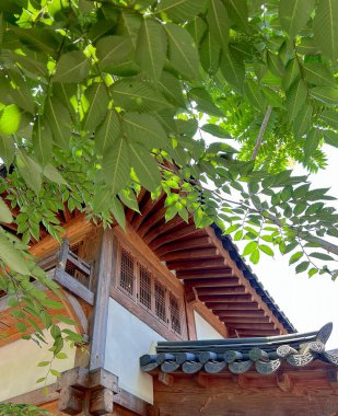 bir ağacın yeşil yaprakları