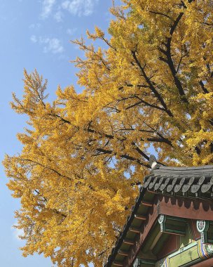 Sonbahar yaprakları, sonbahar bitkileri