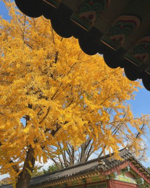 Parktaki güzel sonbahar manzarası