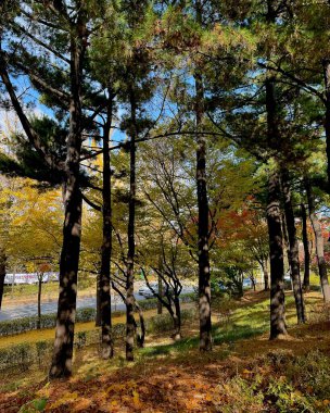 Ağaçlar ve yapraklarla dolu sonbahar manzarası