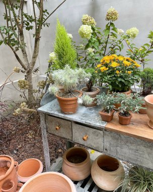 Güzel bir bitkinin yakın çekimi.