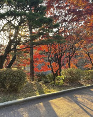Japon akçaağacı Japonya 'da ayrılıyor.