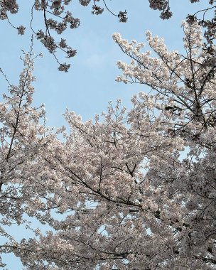 Tokyo 'da kiraz çiçeği, Japonya
