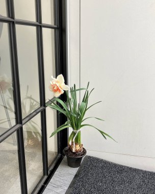 Beyaz bir arka planda saksıda güzel çiçekler