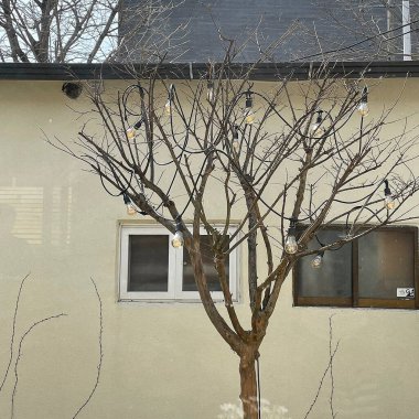 Ağaç dalları, bitki örtüsü ve yapraklar.