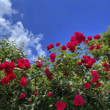 Mavi arkaplanda parlak kırmızı gül
