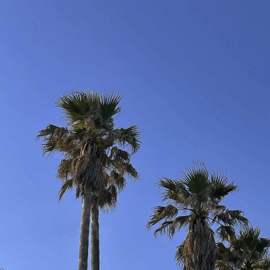 Gökte bir palmiye ağacı