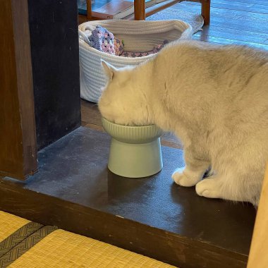 sepetteki beyaz ve kahverengi kedi