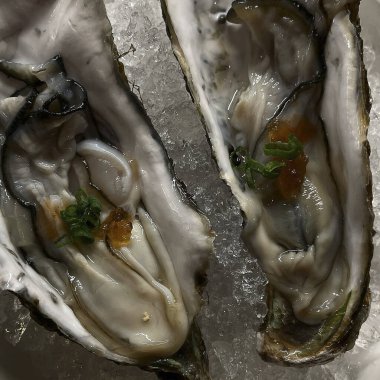 Buzlu taze istiridye.