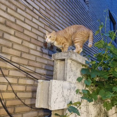 Kedi yerde oturuyor.