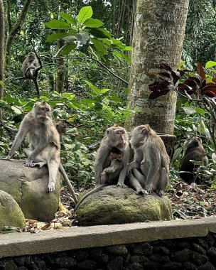 Maymun ağaç üzerinde