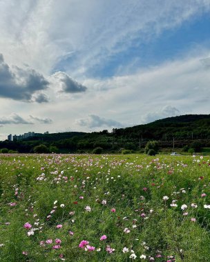 Çiçek tarlası olan güzel bir manzara