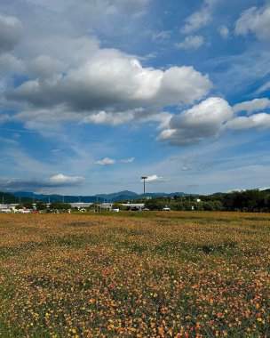 Çiçek tarlası ve mavi gökyüzü olan güzel bir manzara.