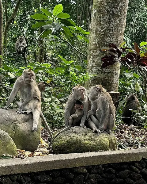 Maymun ağaç üzerinde