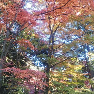 Sonbahar yaprakları, sonbahar bitkileri