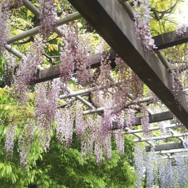 Bahar çiçekleri, doğada bitki örtüsü
