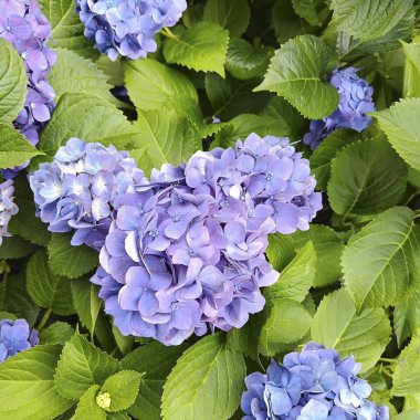 Ortanca makrofilla çiçekleri bahçede.