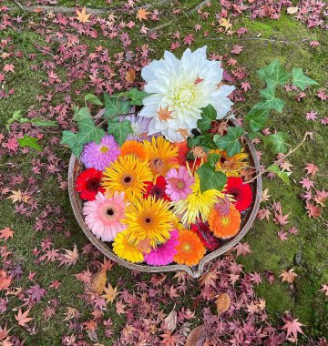 Renkli sonbahar yaprakları, sonbahar yaprakları