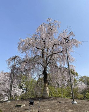İlkbaharda güzel kiraz çiçekleri