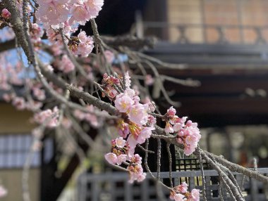 Bahçede güzel bahar çiçekleri