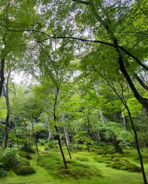 Ormanın güzel manzarası