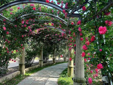 Bahçedeki güzel çiçekler