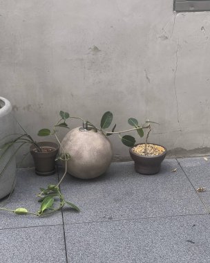 Yerdeki saksılarda yeşil bitki