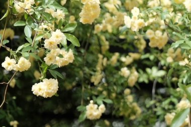 Güzel botanik fotoğrafı, doğal duvar kağıdı.