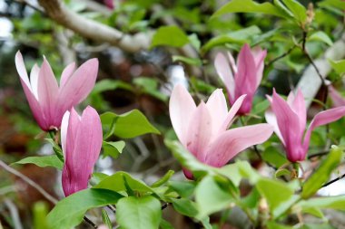 Bahçedeki güzel çiçekler