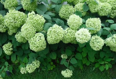 Bahçedeki ortanca. Bahçedeki güzel beyaz çiçekler