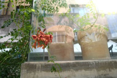 Güzel botanik fotoğrafı, doğal duvar kağıdı.