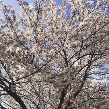 Kore 'de bahar kiraz çiçeği