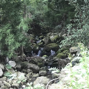 Ormanda güzel bir şelale