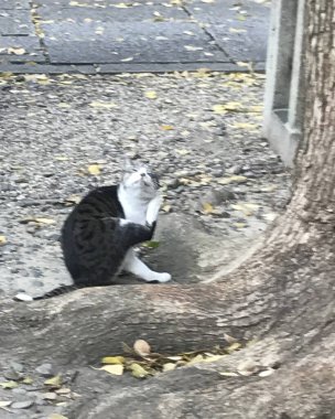 Kedi sokakta oturuyor.