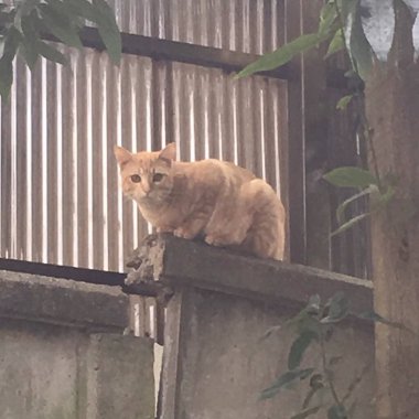 Kedi sokakta oturuyor.