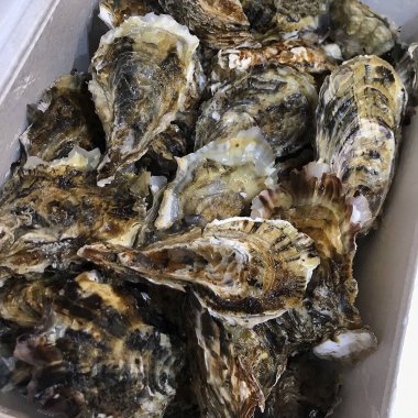 Taze çiğ istiridyeleri kapatın.