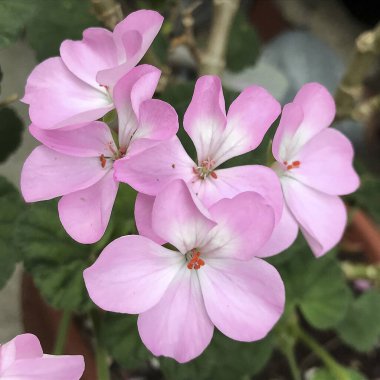 Güzel botanik fotoğrafı, doğal duvar kağıdı.