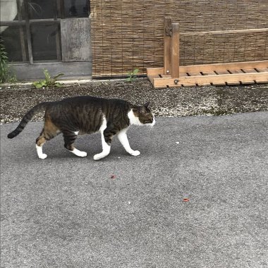 Kedi sokakta oturuyor.