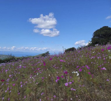 Tarladaki güzel çiçekler