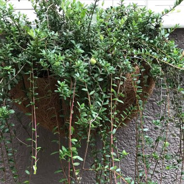 Çimli ve samanlı yeşil bitkiler.