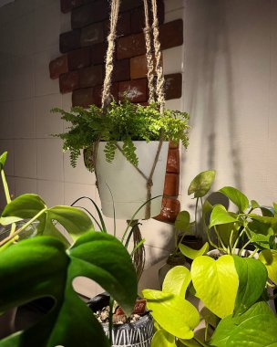 Saksıda yeşil bitki