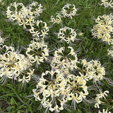 Güzel botanik fotoğrafı, doğal duvar kağıdı.