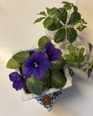 Bahçedeki güzel çiçekler