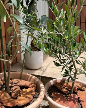 Ahşap masadaki saksılarda yeşil bitki