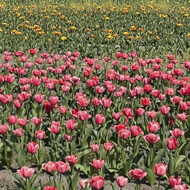 Bahçedeki güzel laleler