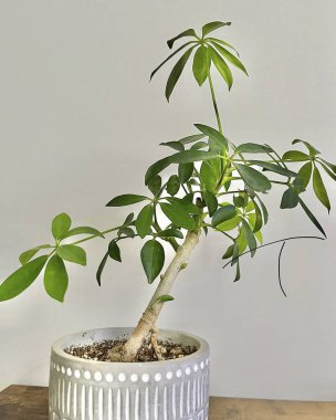 Beyaz tencerede yeşil bitki