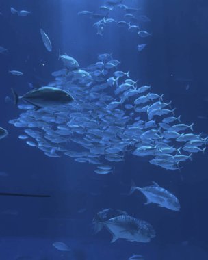 Akvaryumdaki balıklı mavi deniz suyu