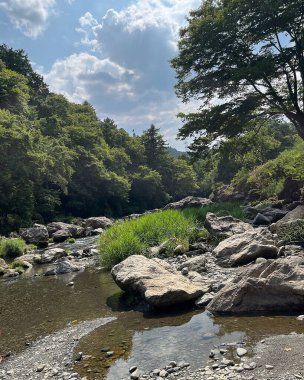 Ormandaki nehrin güzel manzarası